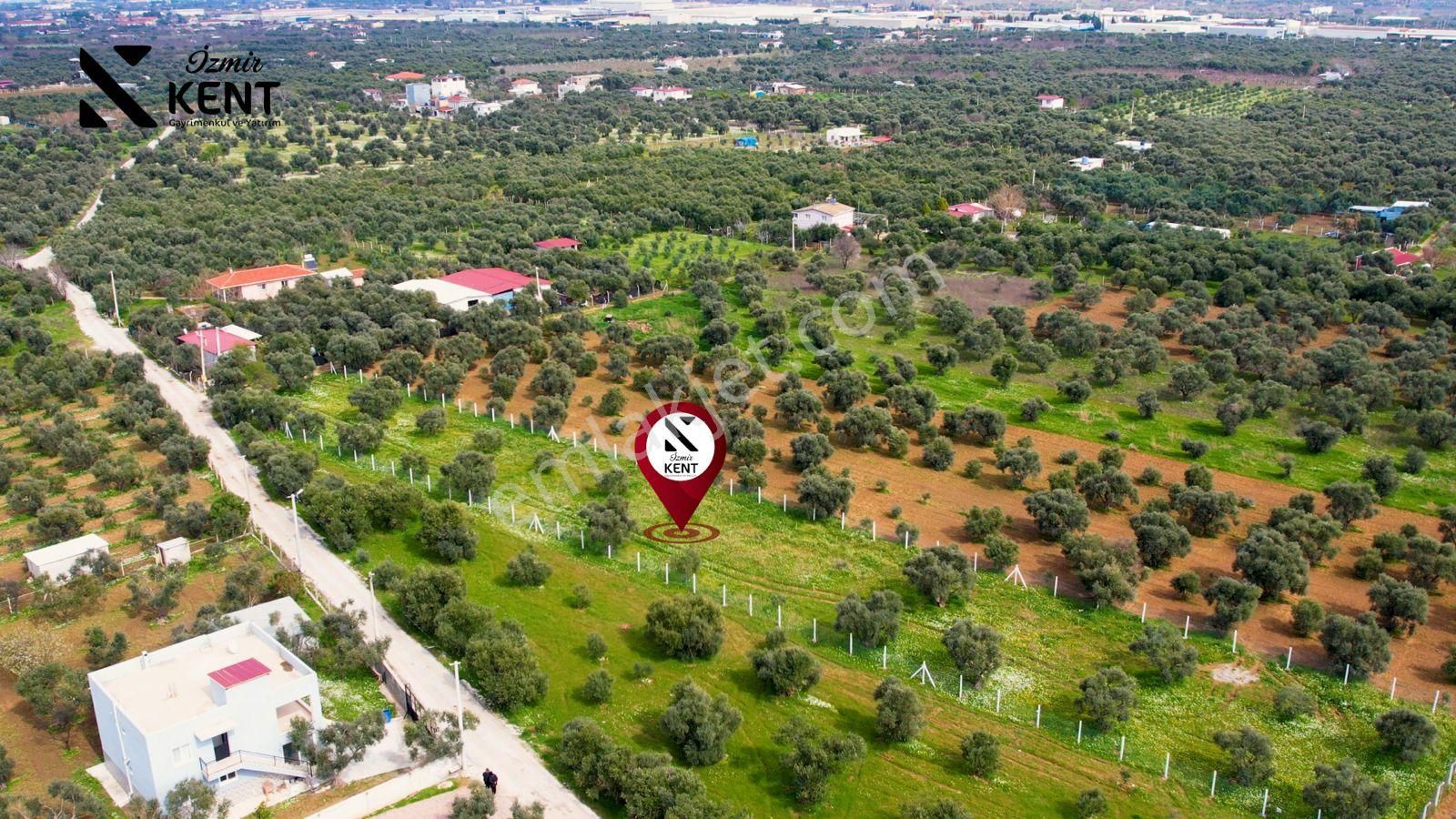 Kemalpaşa Armutlu Satılık 2.661 M2 Zeytinlik - Görsel 6