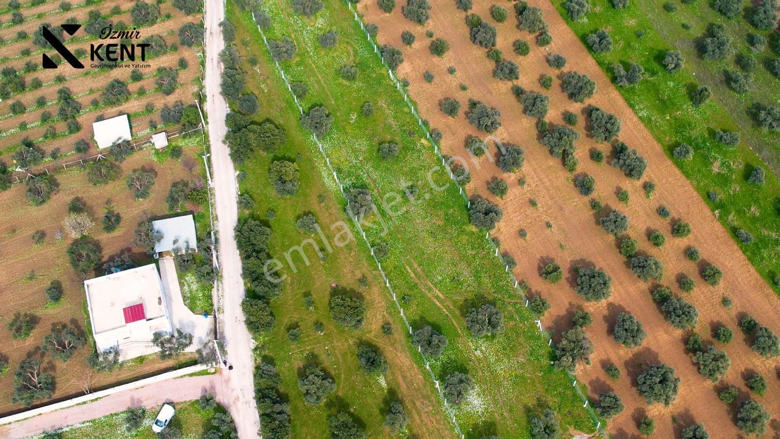 Kemalpaşa Armutlu Satılık 2.661 M2 Zeytinlik - Görsel 19