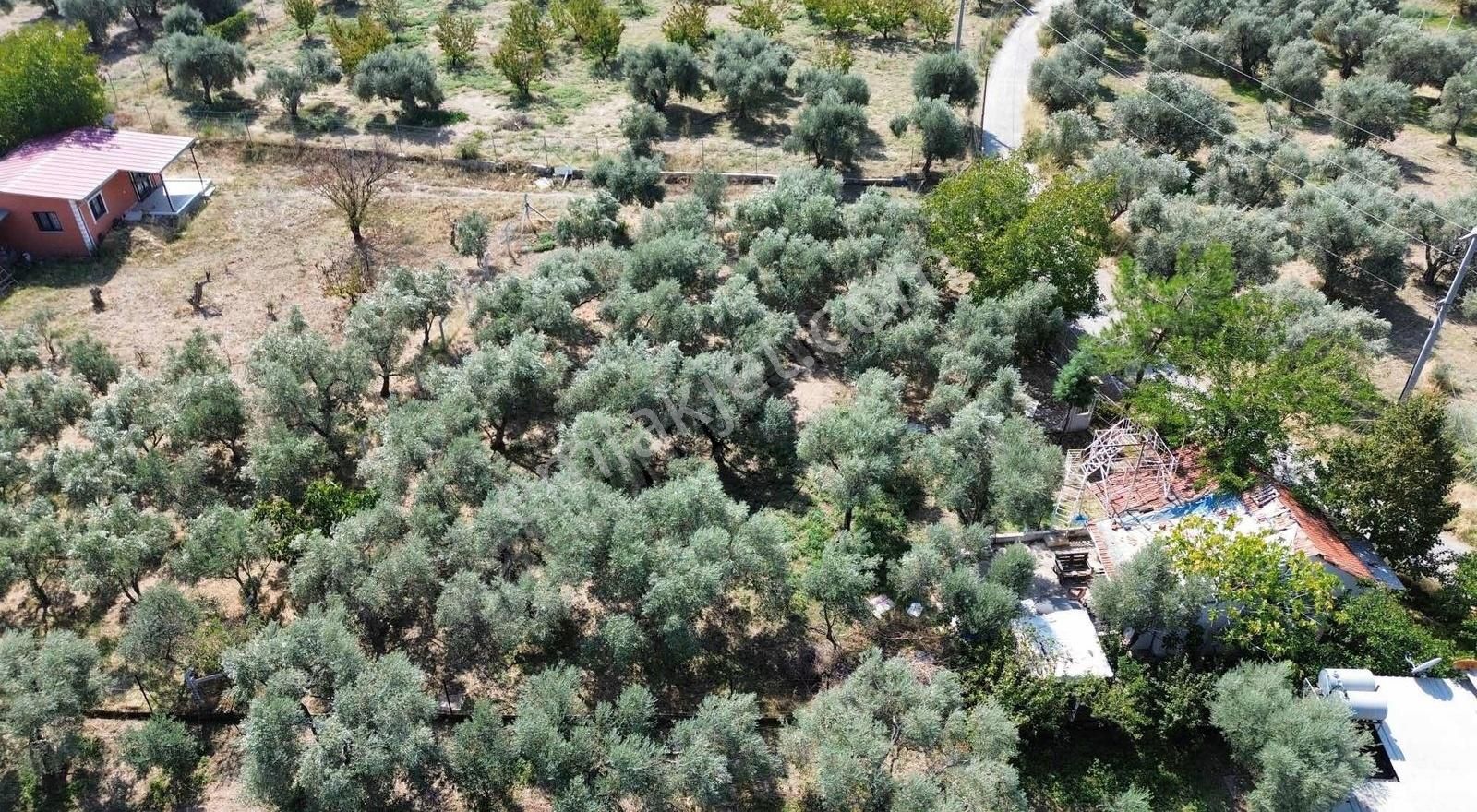Kemalpaşa Ören Kurulu Düzen Satılık 1256m² Müstakil Parsel Bahçe - Görsel 5