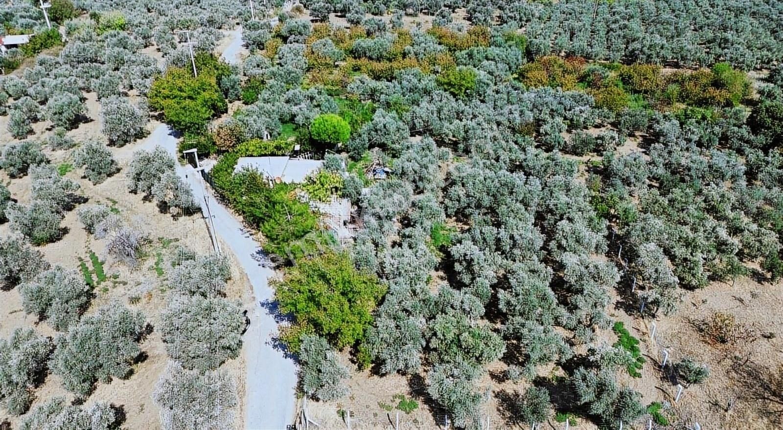Kemalpaşa Ören Kurulu Düzen Satılık 1256m² Müstakil Parsel Bahçe - Görsel 6