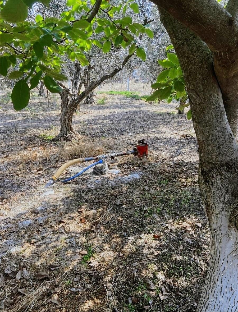 Kemalpaşa Ören Kurulu Düzen Satılık 1256m² Müstakil Parsel Bahçe - Görsel 4