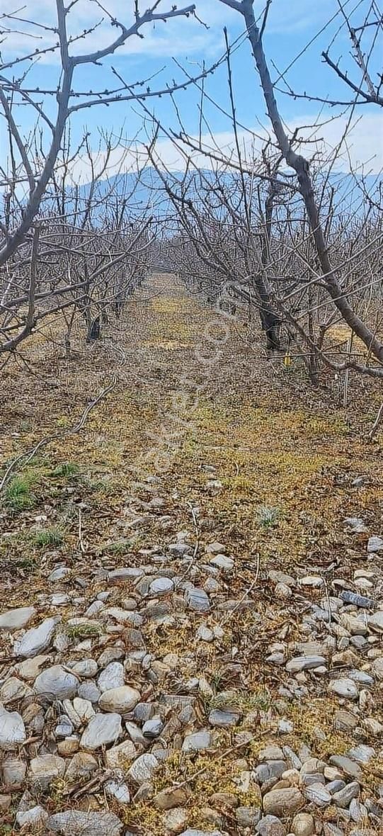 Kemalpaşa Yiğitler'de Full Kiraz Bahçesi Bu Paraya Başka Yok - Görsel 5