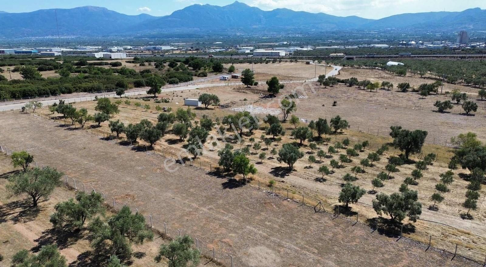 Kemalpaşa Sütçülerde Otoban Bağlantılı Satılık 3979 M² Arazi - Görsel 3