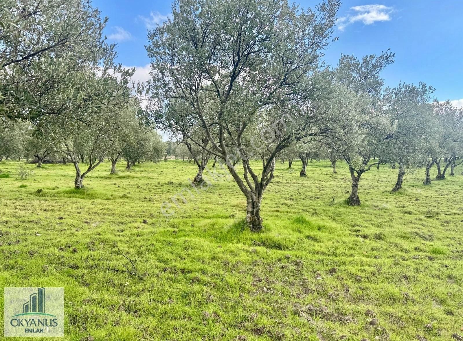 Saruhanlı Paşaköy Satılık Zeytinlik Paşaköy ' De 13.000 M2 Zeytinlik , 400 Adet Zeytin