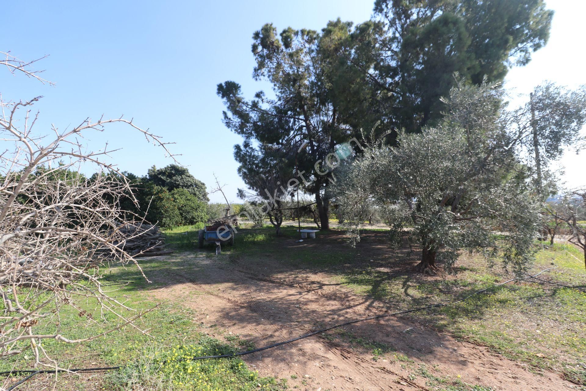 Mersin-akdeniz-evci Tarsus 1. Osb Sınır Satılık 4 Parsel Bahçe - Görsel 11