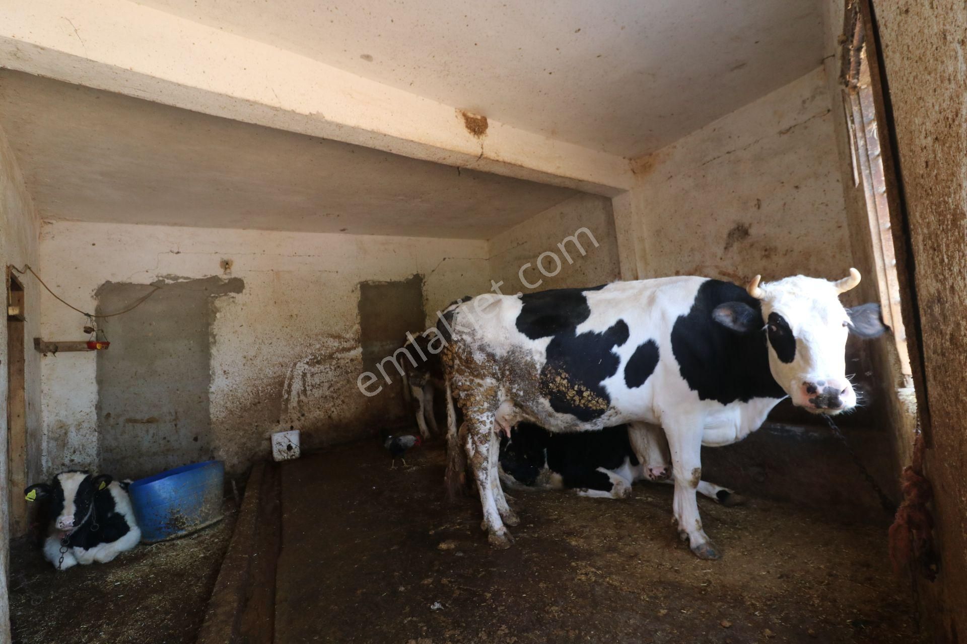 Mersin-akdeniz-evci Tarsus 1. Osb Sınır Satılık 4 Parsel Bahçe - Görsel 23