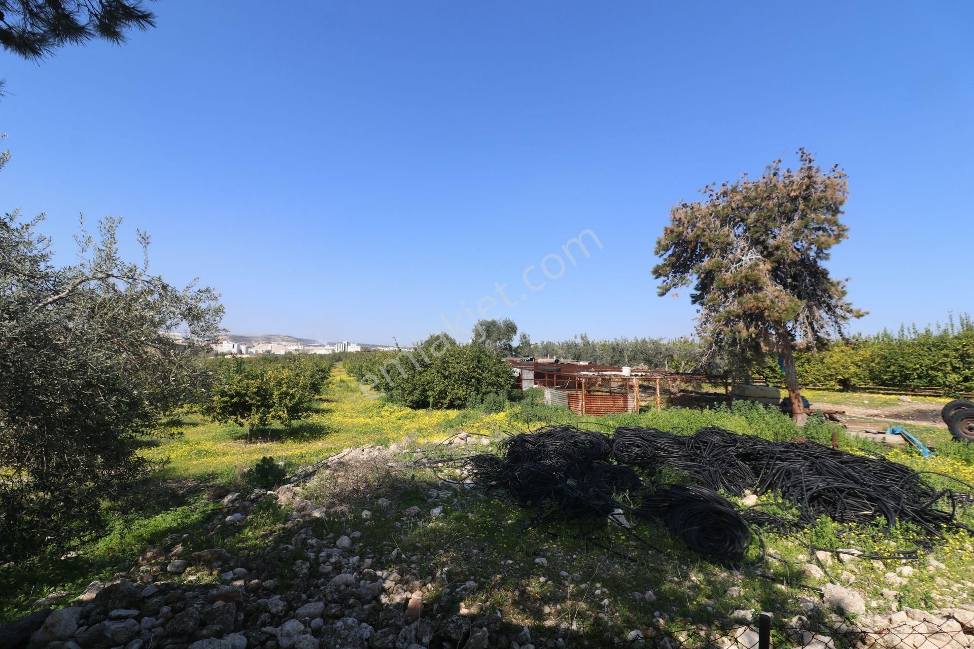 Mersin-akdeniz-evci Tarsus 1. Osb Sınır Satılık 4 Parsel Bahçe - Görsel 17