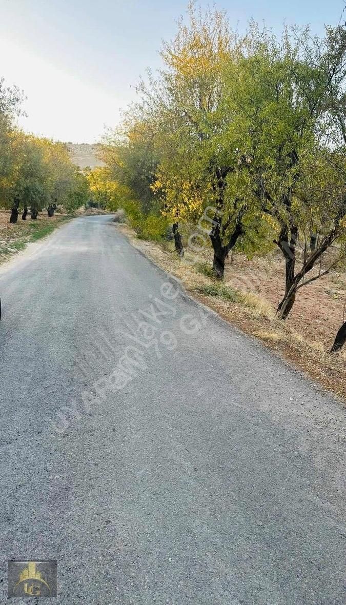 Kilis Merkez Tanbıralı Köyü Satılık Tarla Uyaran79 Gayrimenkulden Asfalta Sıfır Fıstıklık