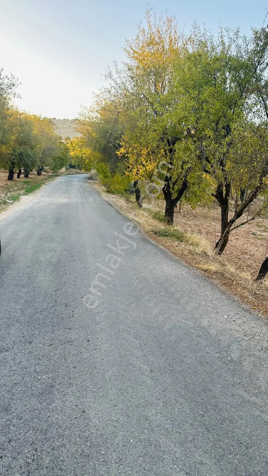 Uyaran79 Gayrimenkulden Asfalta Sıfır Fıstıklık