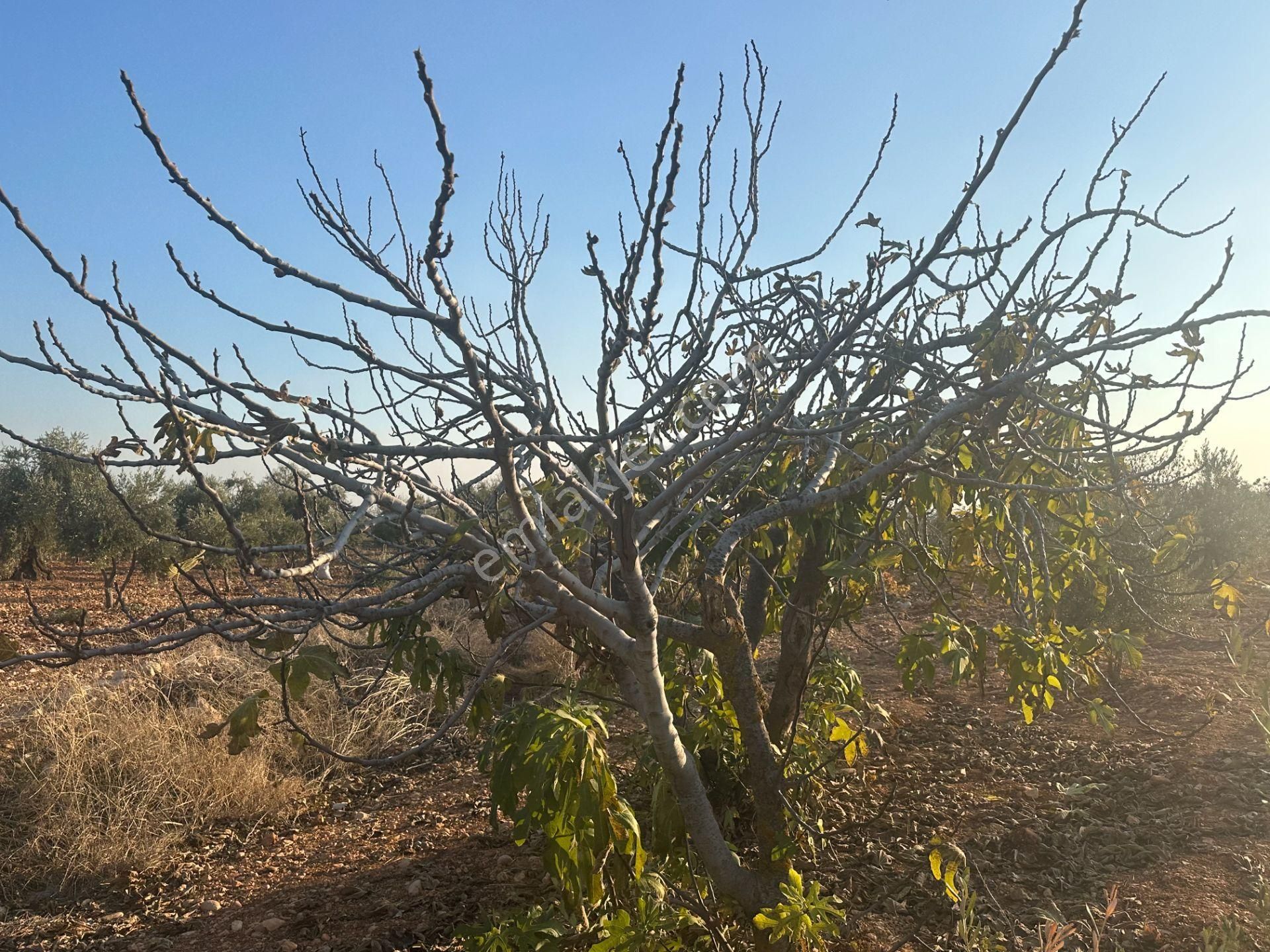 Uyaran79gayrimenkul Asfalt Üstü Bağ Evi Yapımı İçin Uygun Zeytin - Görsel 24