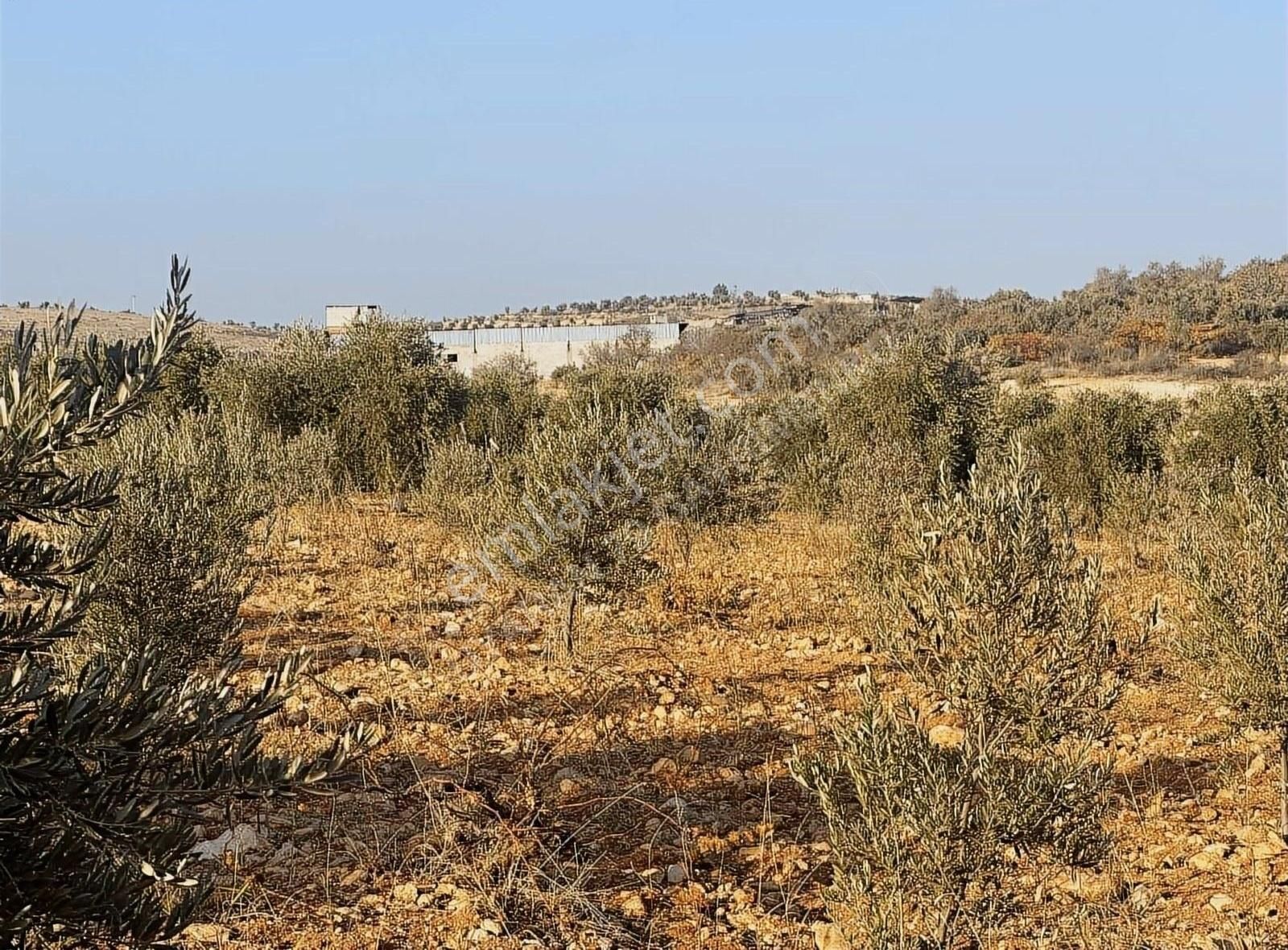 Uyaran79gayrimenkul Asfalt Üstü Bağ Evi Yapımı İçin Uygun Zeytin - Görsel 6