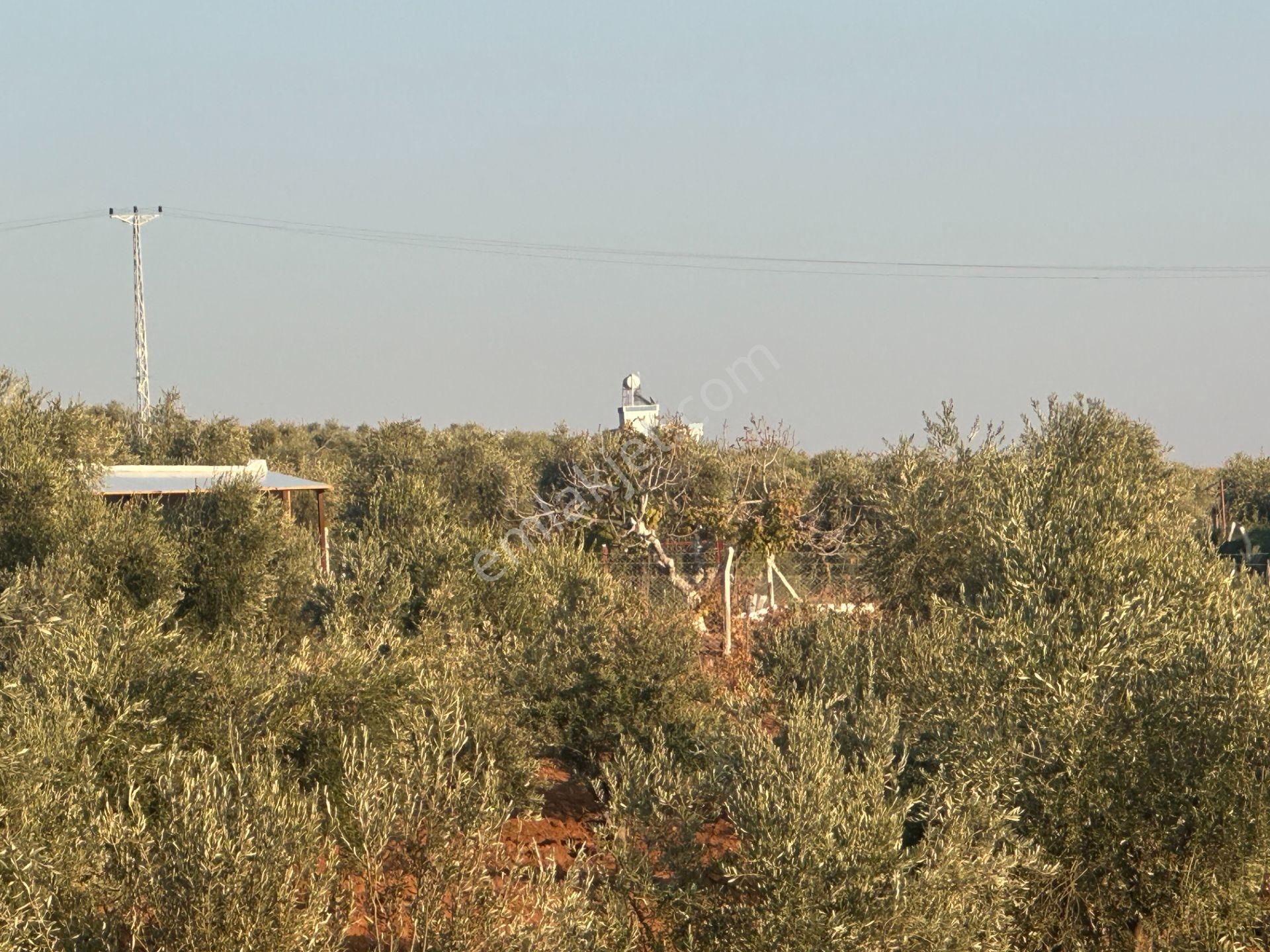 Uyaran79gayrimenkul Asfalt Üstü Bağ Evi Yapımı İçin Uygun Zeytin - Görsel 33