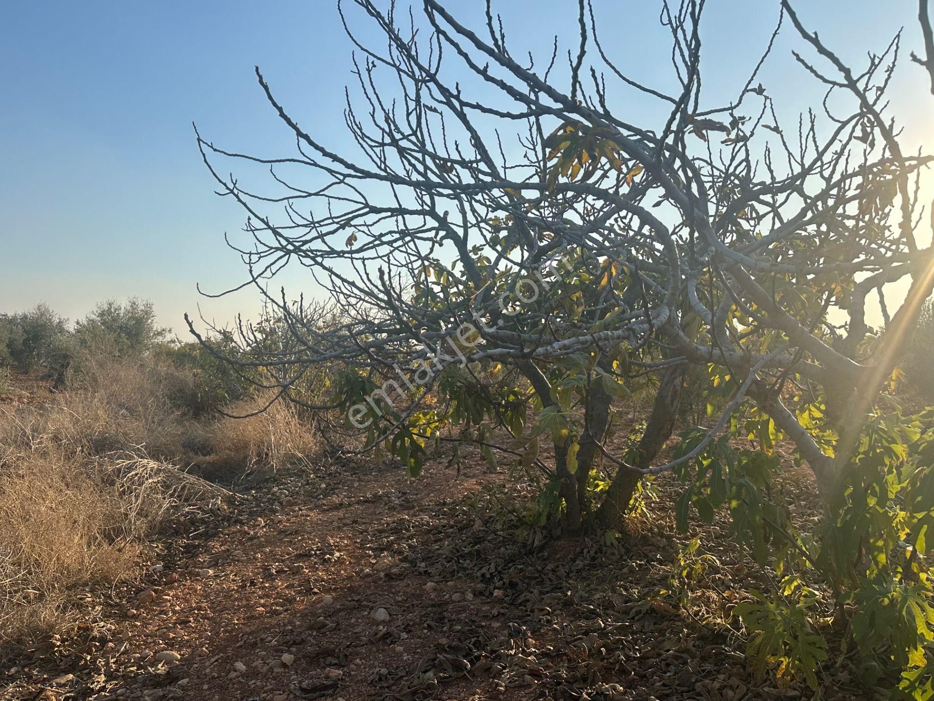 Uyaran79gayrimenkul Asfalt Üstü Bağ Evi Yapımı İçin Uygun Zeytin - Görsel 23