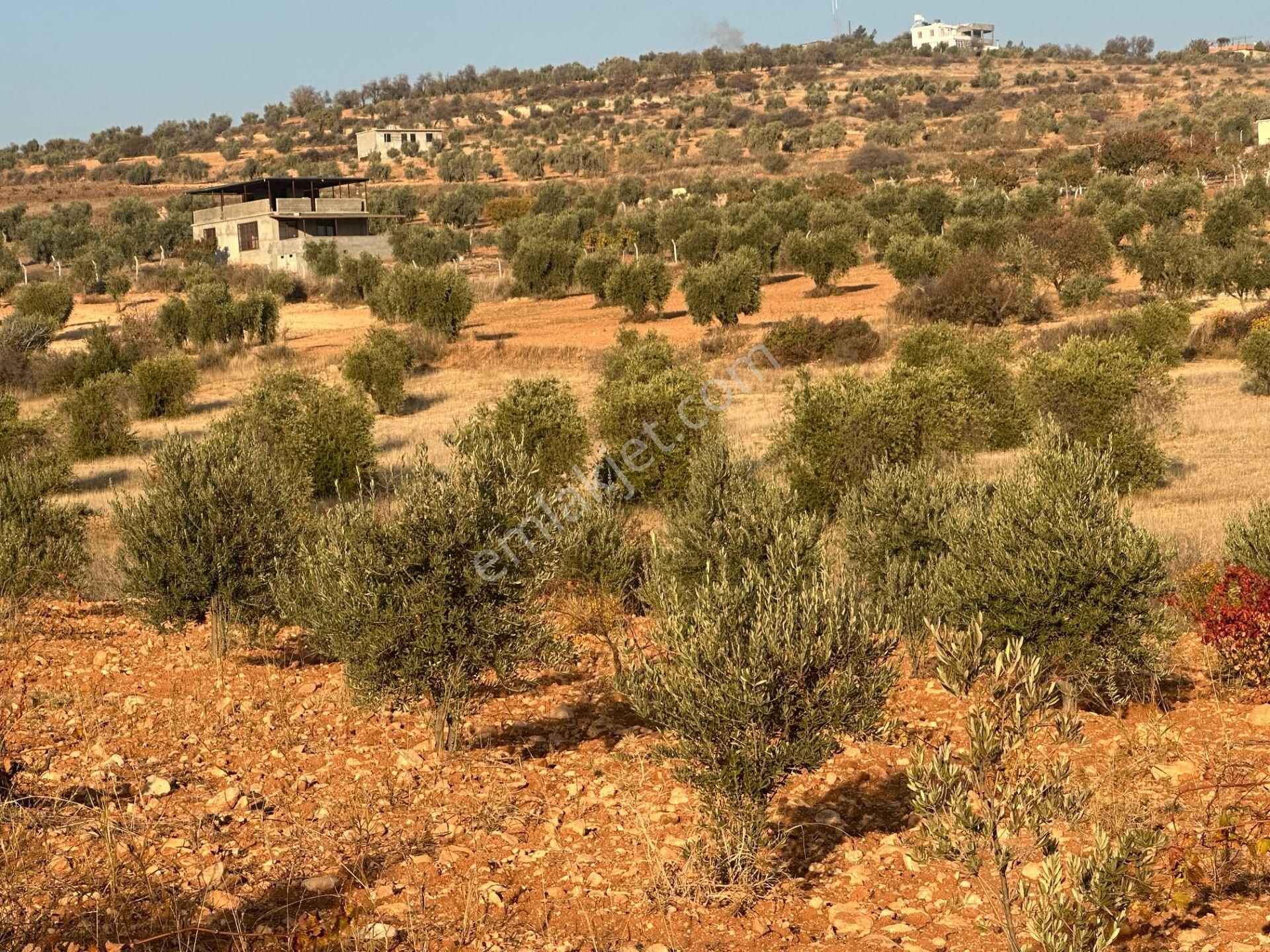 Uyaran79gayrimenkul Asfalt Üstü Bağ Evi Yapımı İçin Uygun Zeytin - Görsel 16