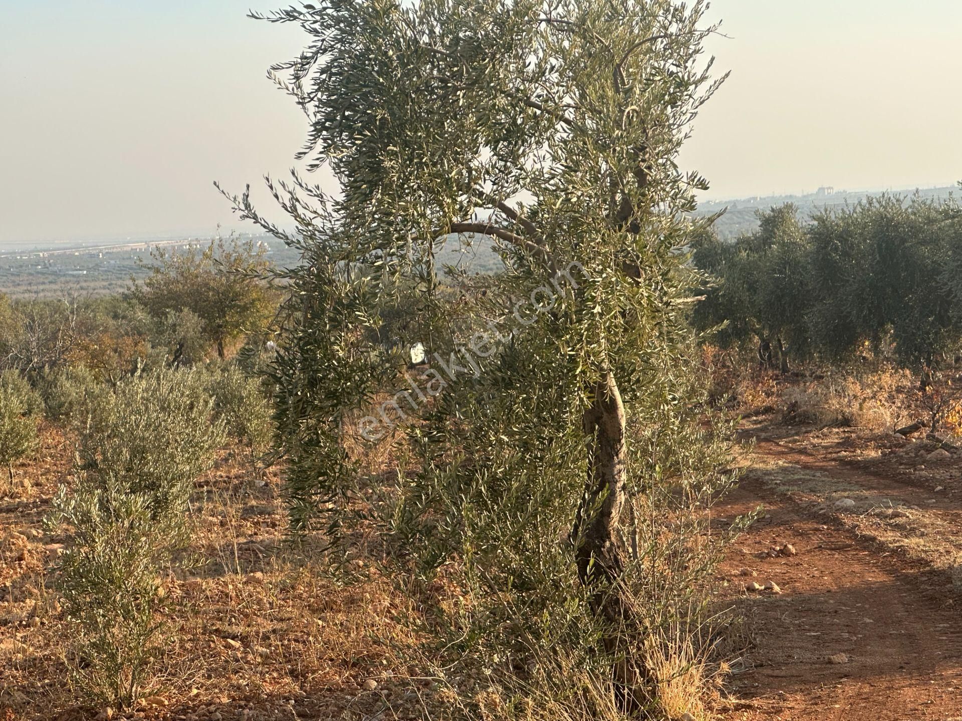 Uyaran79gayrimenkul Asfalt Üstü Bağ Evi Yapımı İçin Uygun Zeytin - Görsel 12