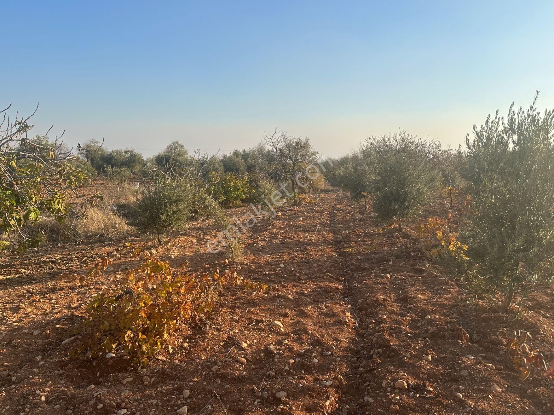 Uyaran79gayrimenkul Asfalt Üstü Bağ Evi Yapımı İçin Uygun Zeytin - Görsel 22