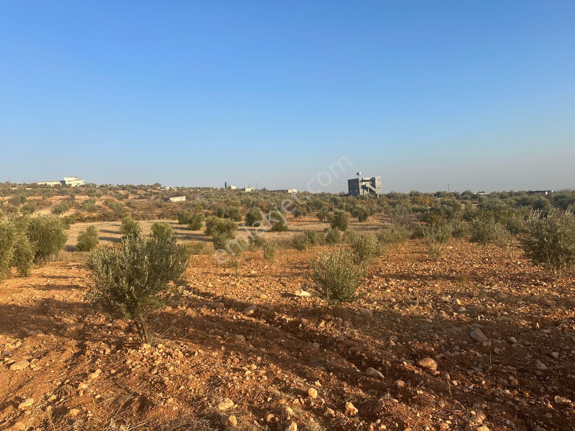 Uyaran79gayrimenkul Asfalt Üstü Bağ Evi Yapımı İçin Uygun Zeytin - Görsel 7