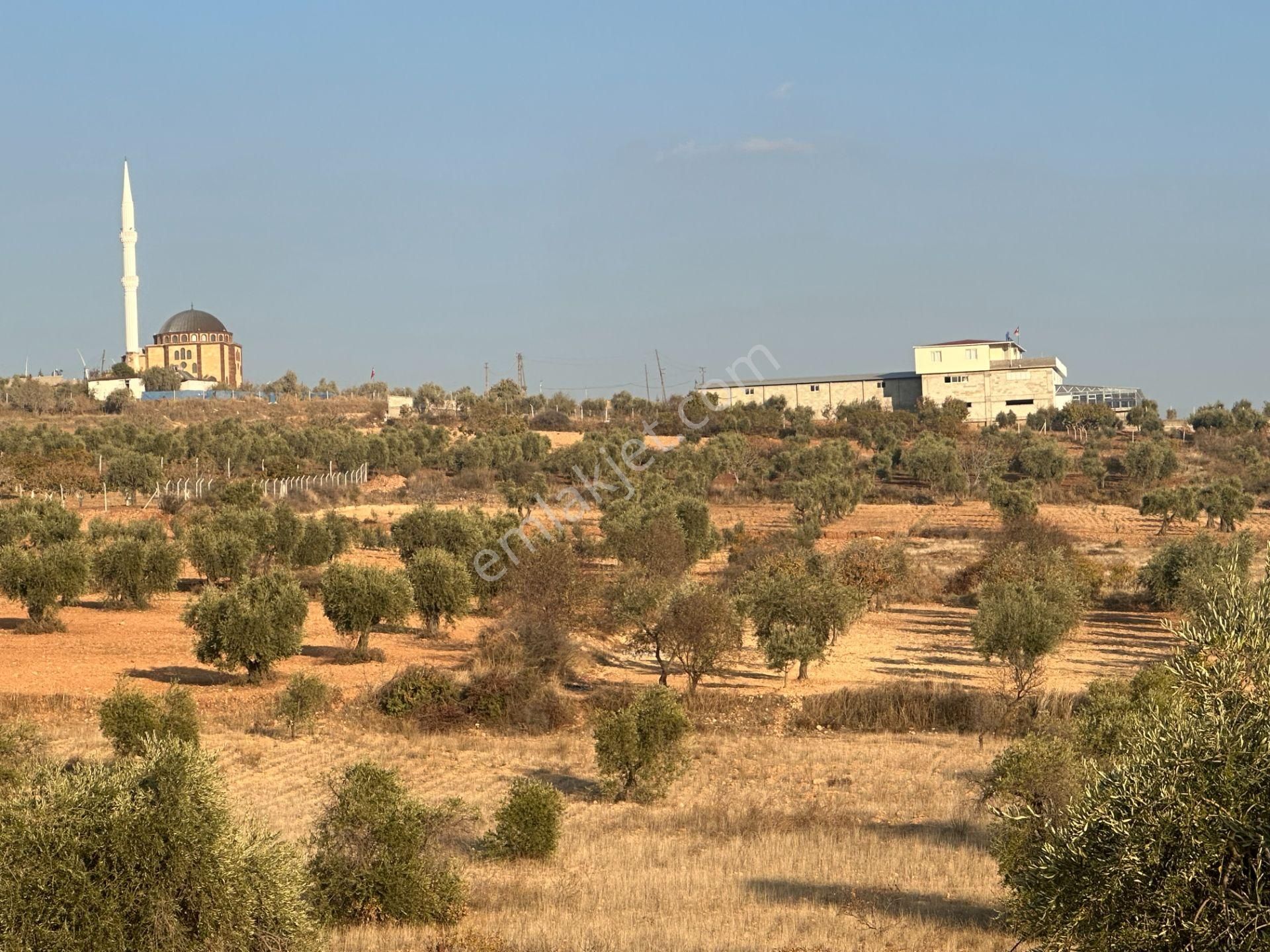 Uyaran79gayrimenkul Asfalt Üstü Bağ Evi Yapımı İçin Uygun Zeytin - Görsel 11
