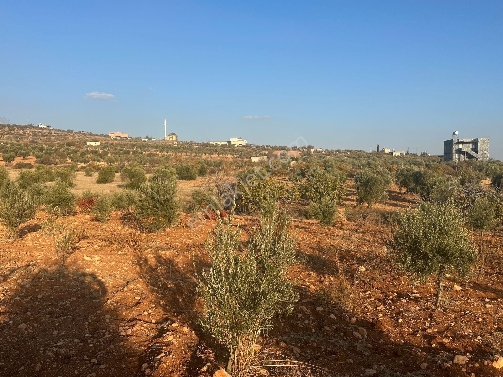 Uyaran79gayrimenkul Asfalt Üstü Bağ Evi Yapımı İçin Uygun Zeytin - Görsel 17