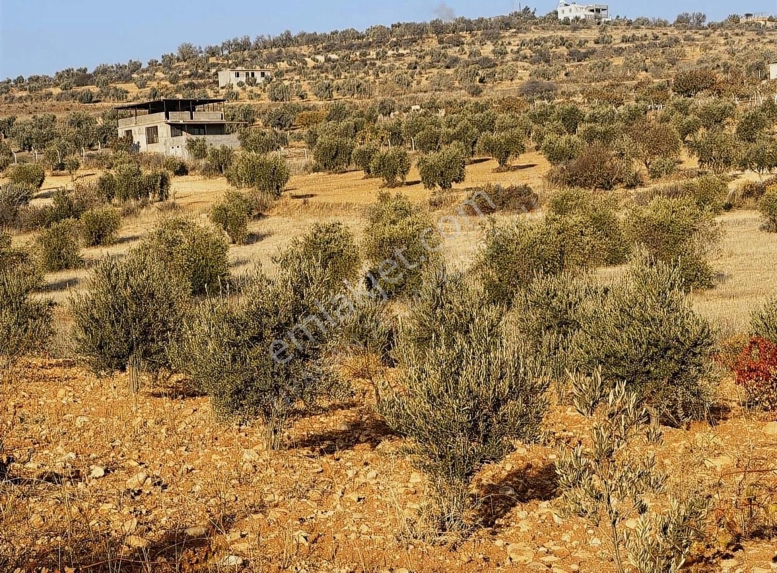Uyaran79gayrimenkul Asfalt Üstü Bağ Evi Yapımı İçin Uygun Zeytin - Görsel 5
