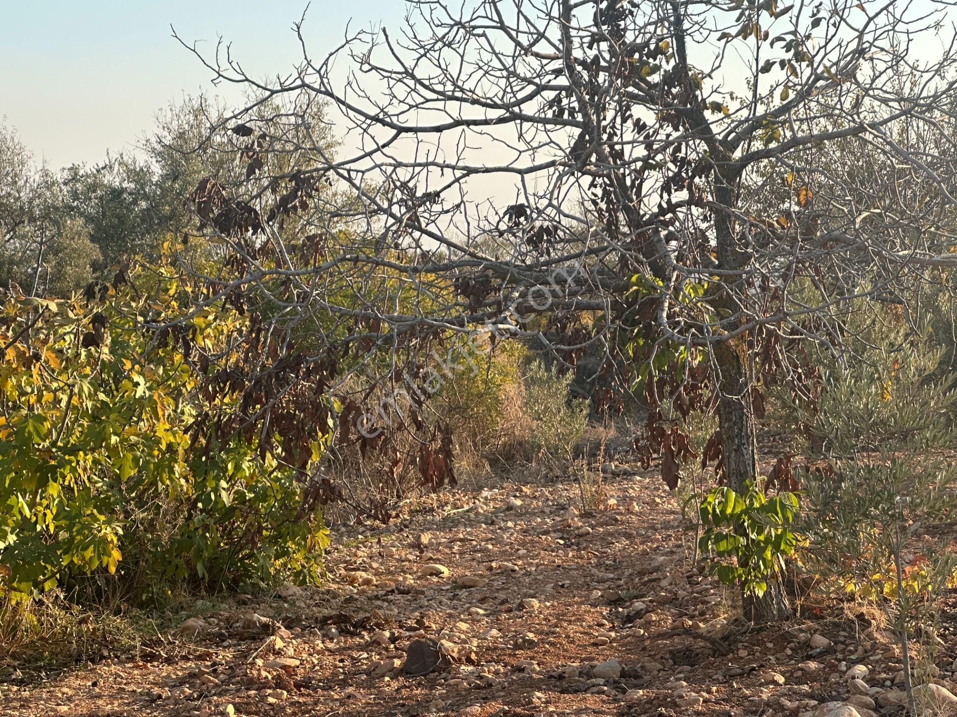Uyaran79gayrimenkul Asfalt Üstü Bağ Evi Yapımı İçin Uygun Zeytin - Görsel 26