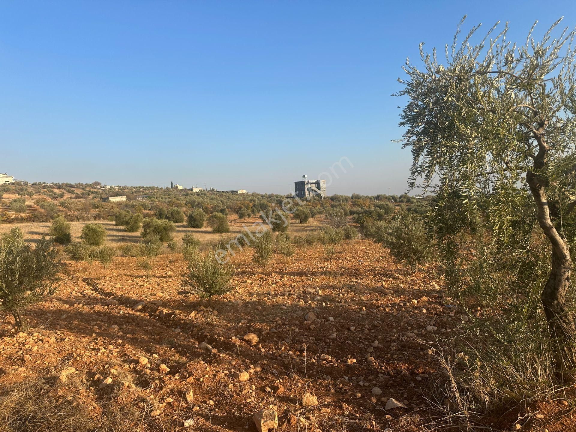 Uyaran79gayrimenkul Asfalt Üstü Bağ Evi Yapımı İçin Uygun Zeytin - Görsel 10