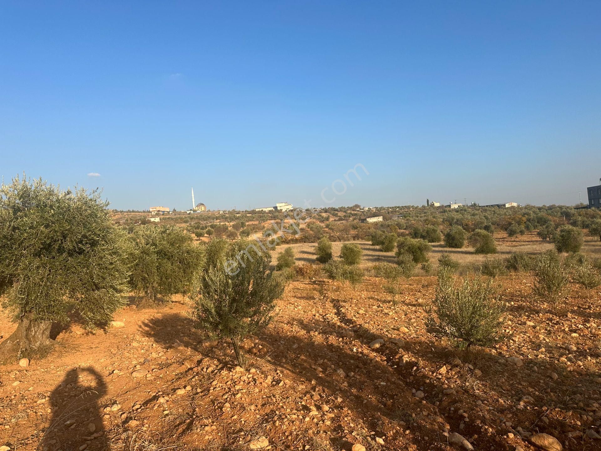 Uyaran79gayrimenkul Asfalt Üstü Bağ Evi Yapımı İçin Uygun Zeytin - Görsel 8