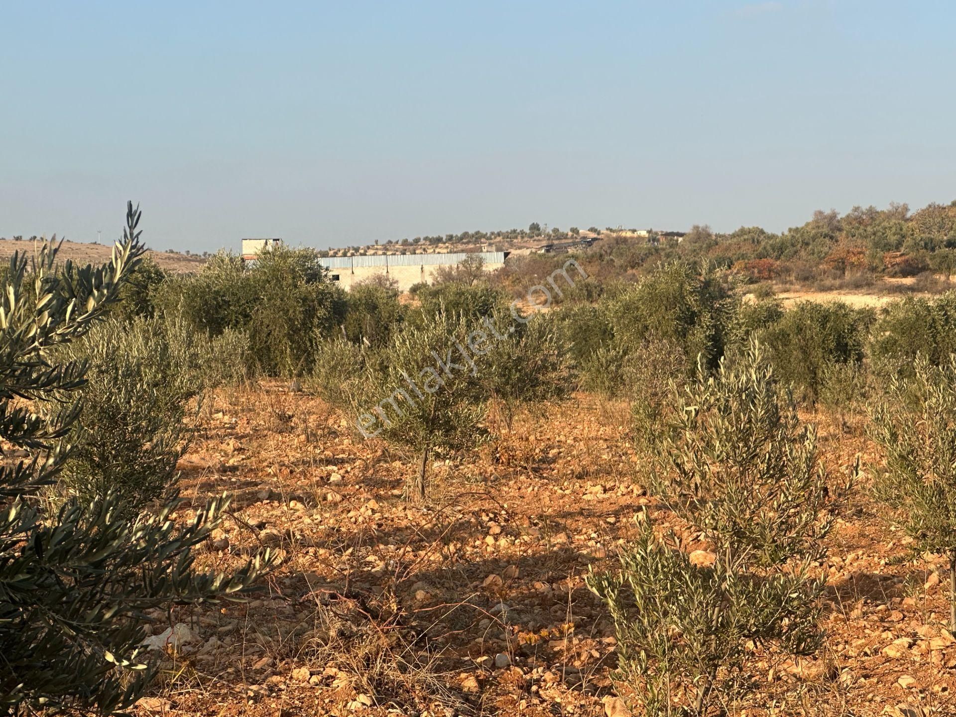 Uyaran79gayrimenkul Asfalt Üstü Bağ Evi Yapımı İçin Uygun Zeytin - Görsel 15