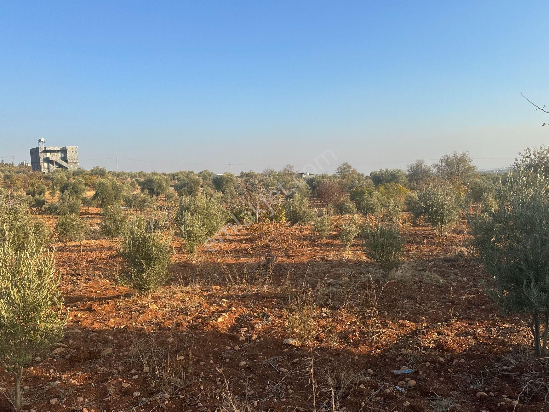 Uyaran79gayrimenkul Asfalt Üstü Bağ Evi Yapımı İçin Uygun Zeytin - Görsel 19