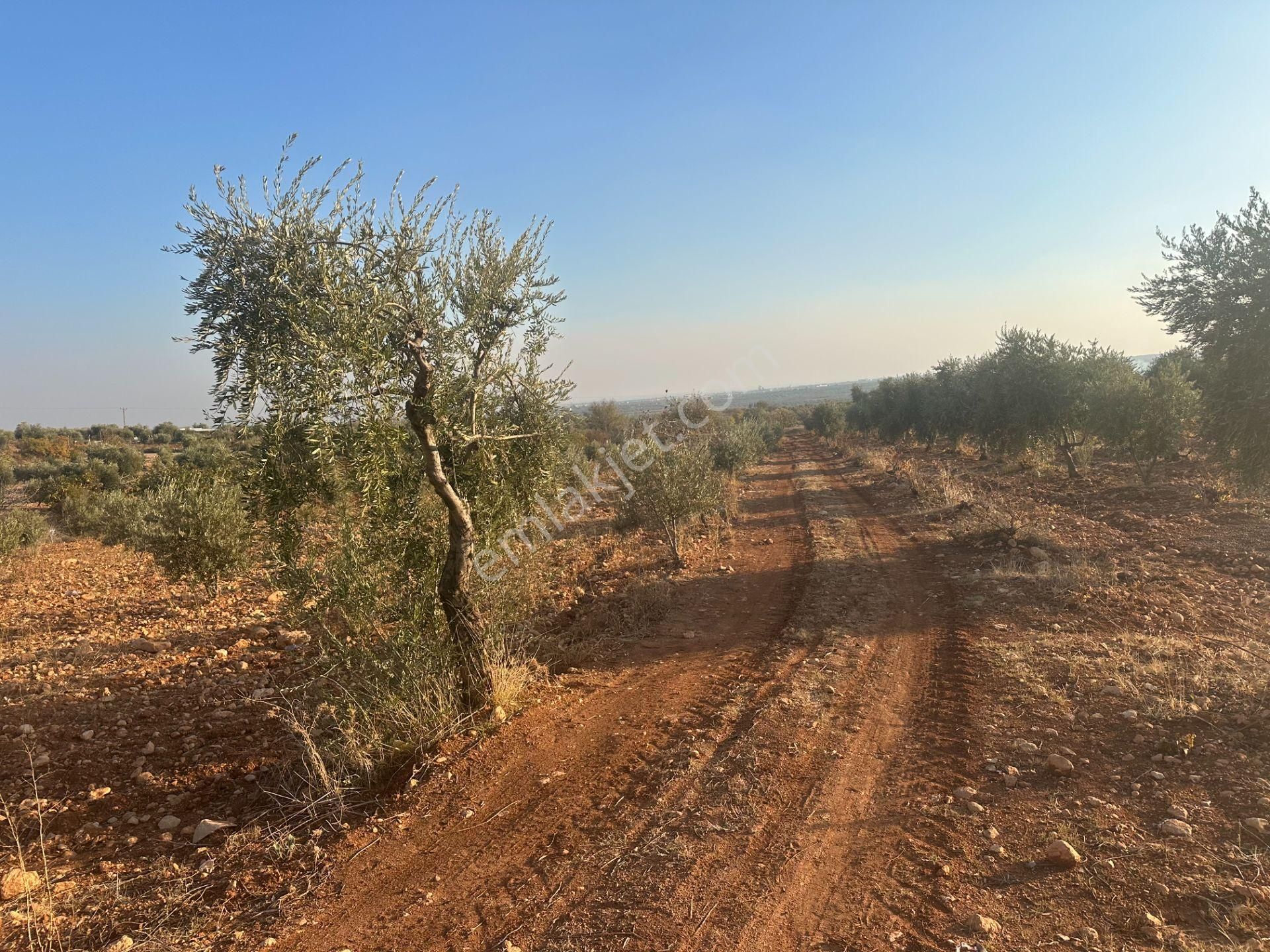 Uyaran79gayrimenkul Asfalt Üstü Bağ Evi Yapımı İçin Uygun Zeytin - Görsel 9