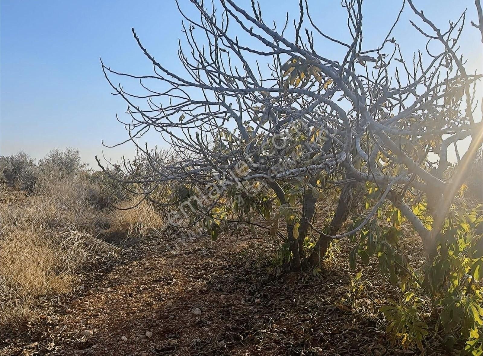 Uyaran79gayrimenkul Asfalt Üstü Bağ Evi Yapımı İçin Uygun Zeytin - Görsel 3