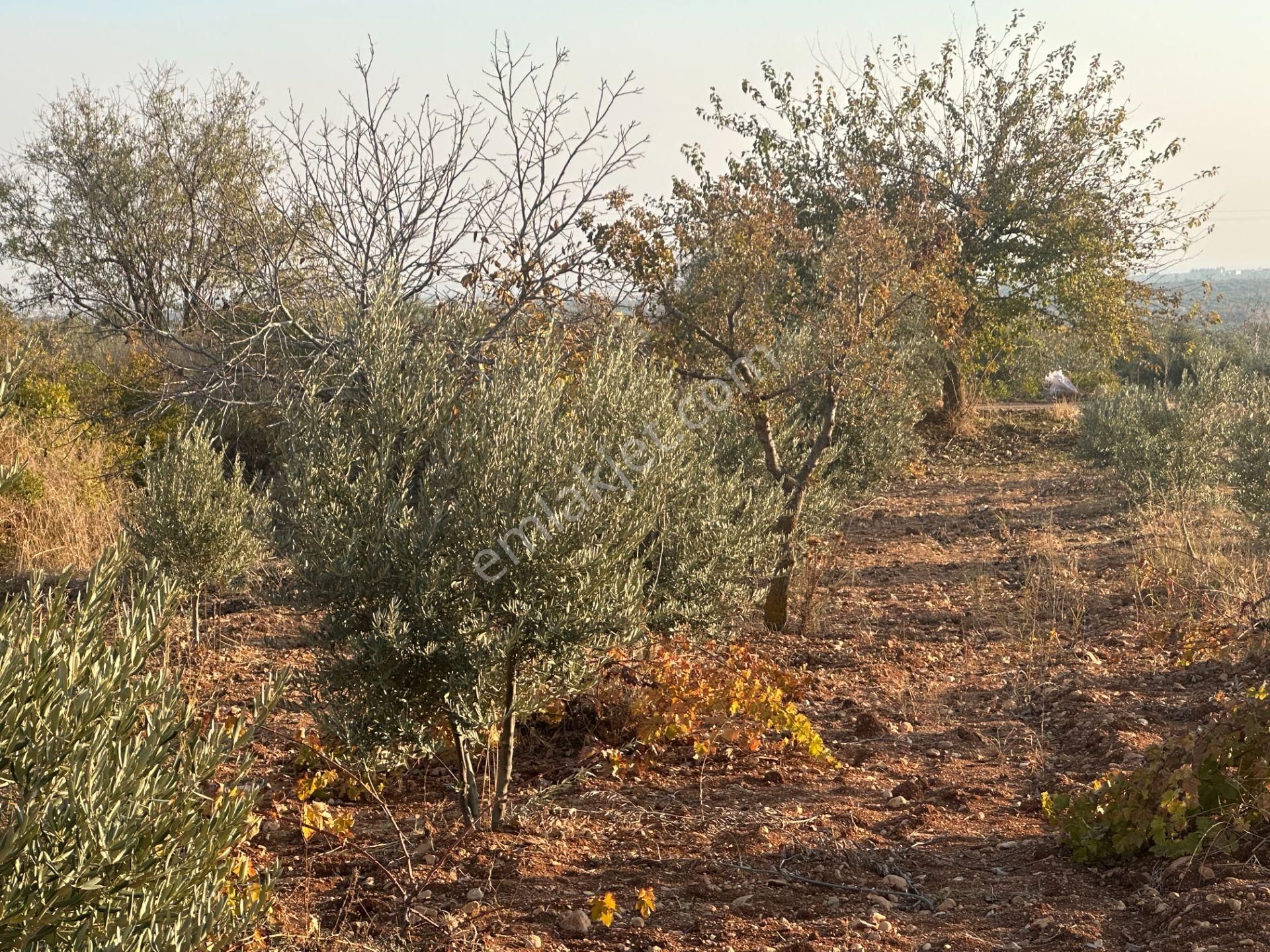 Uyaran79gayrimenkul Asfalt Üstü Bağ Evi Yapımı İçin Uygun Zeytin - Görsel 27