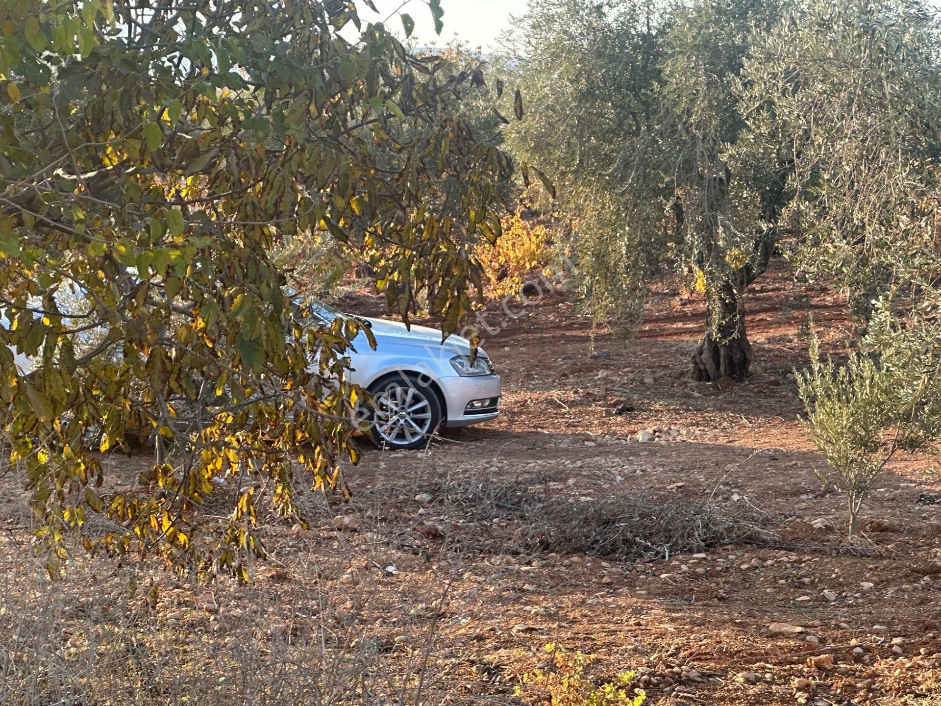 Uyaran79gayrimenkul Asfalt Üstü Bağ Evi Yapımı İçin Uygun Zeytin - Görsel 32