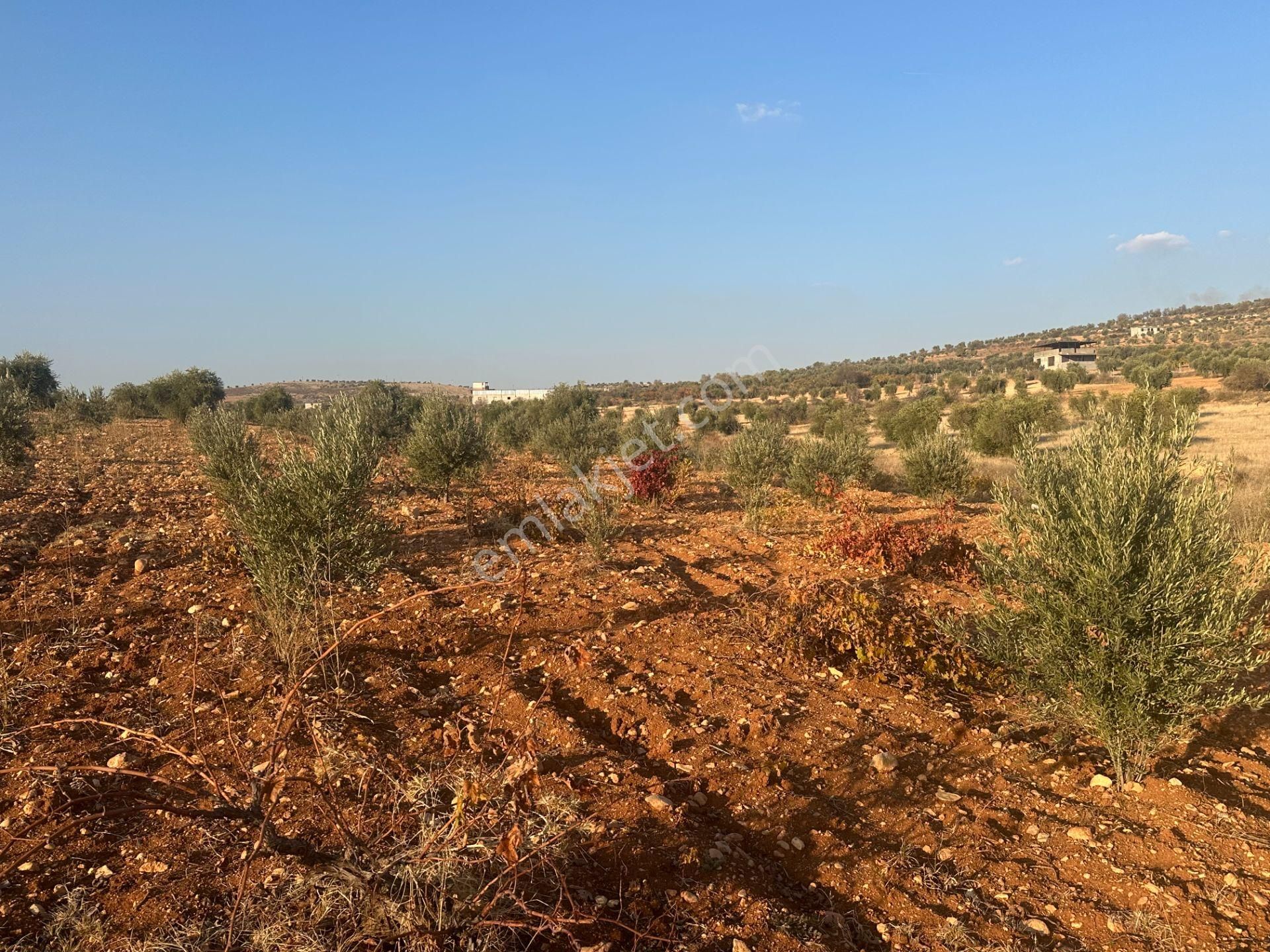 Uyaran79gayrimenkul Asfalt Üstü Bağ Evi Yapımı İçin Uygun Zeytin - Görsel 21