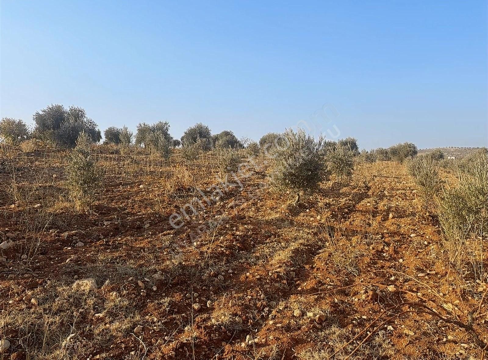 Uyaran79gayrimenkul Asfalt Üstü Bağ Evi Yapımı İçin Uygun Zeytin - Görsel 4