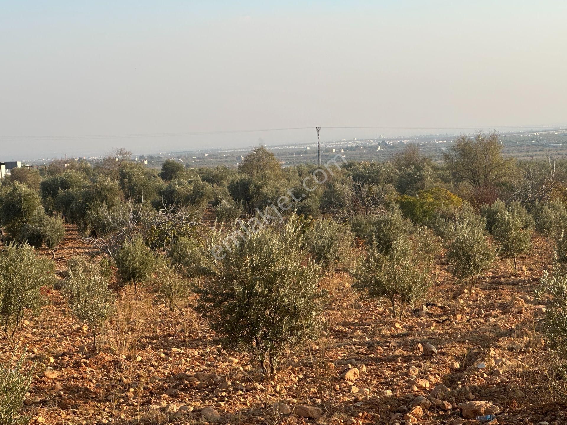 Uyaran79gayrimenkul Asfalt Üstü Bağ Evi Yapımı İçin Uygun Zeytin - Görsel 13