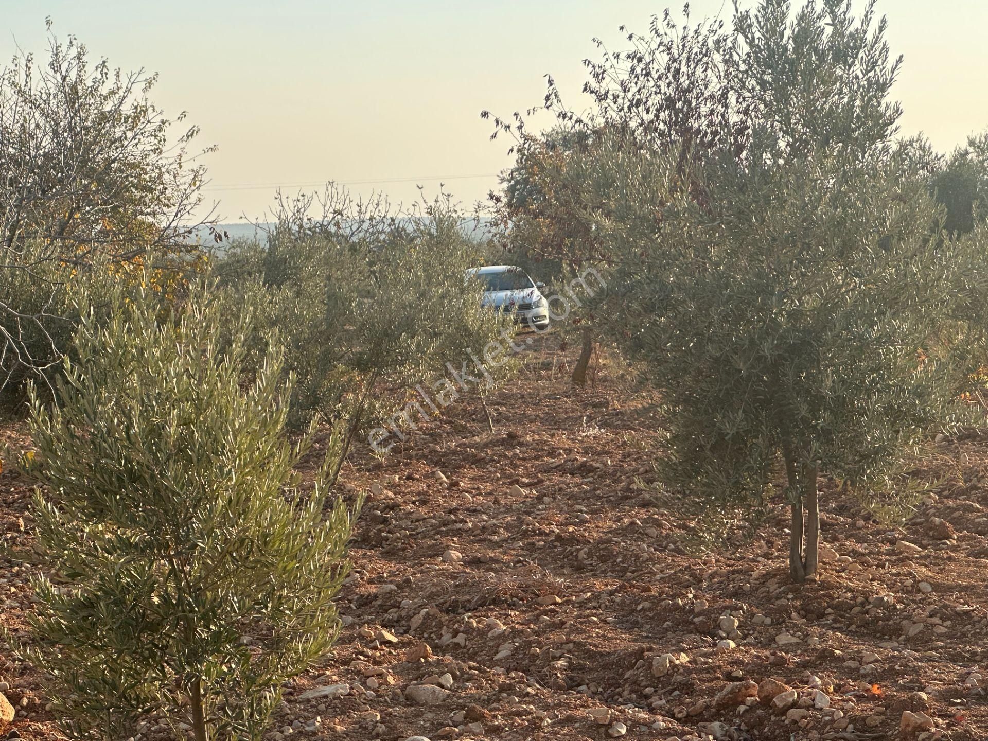Uyaran79gayrimenkul Asfalt Üstü Bağ Evi Yapımı İçin Uygun Zeytin - Görsel 25