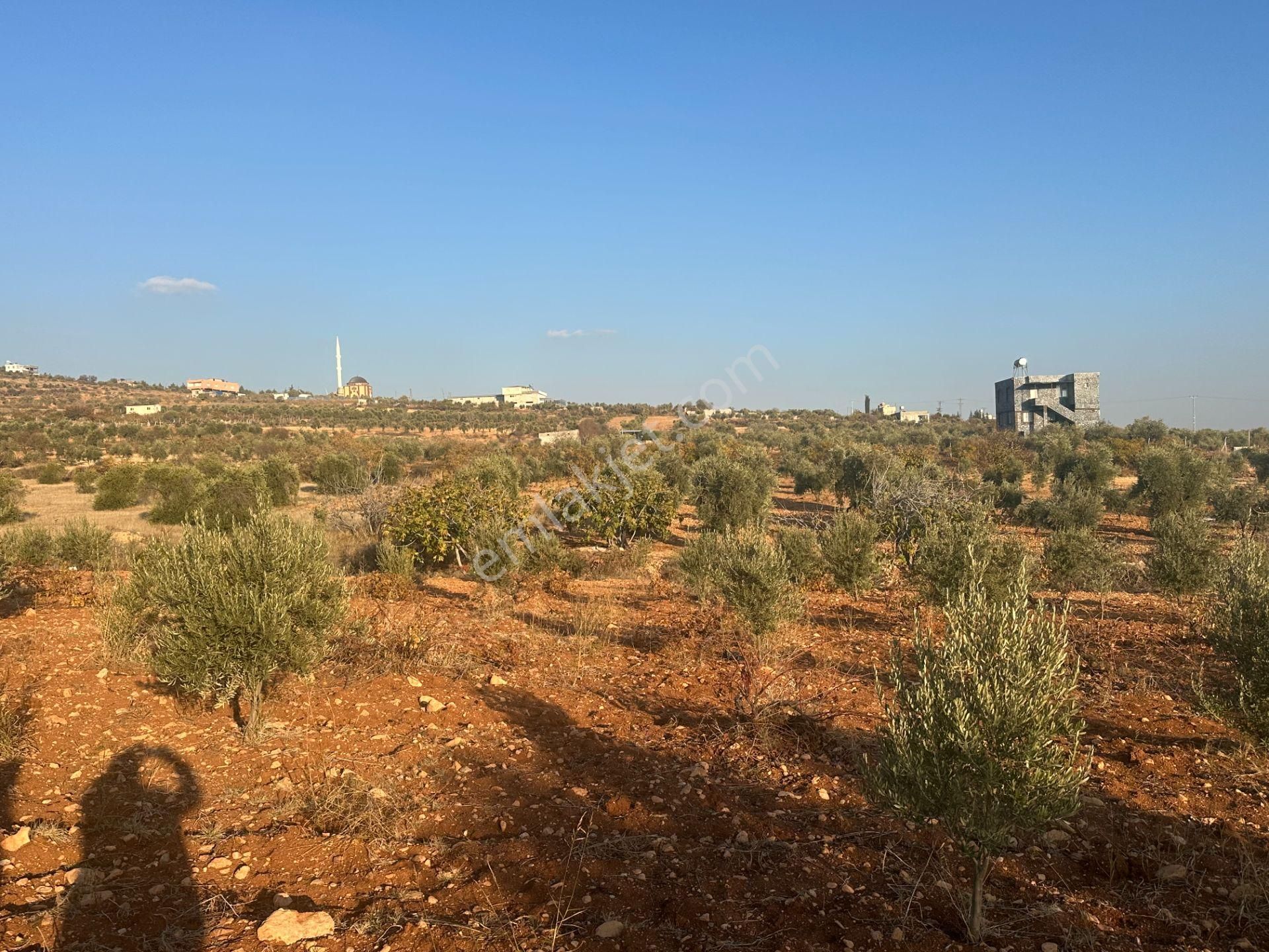 Uyaran79gayrimenkul Asfalt Üstü Bağ Evi Yapımı İçin Uygun Zeytin - Görsel 18