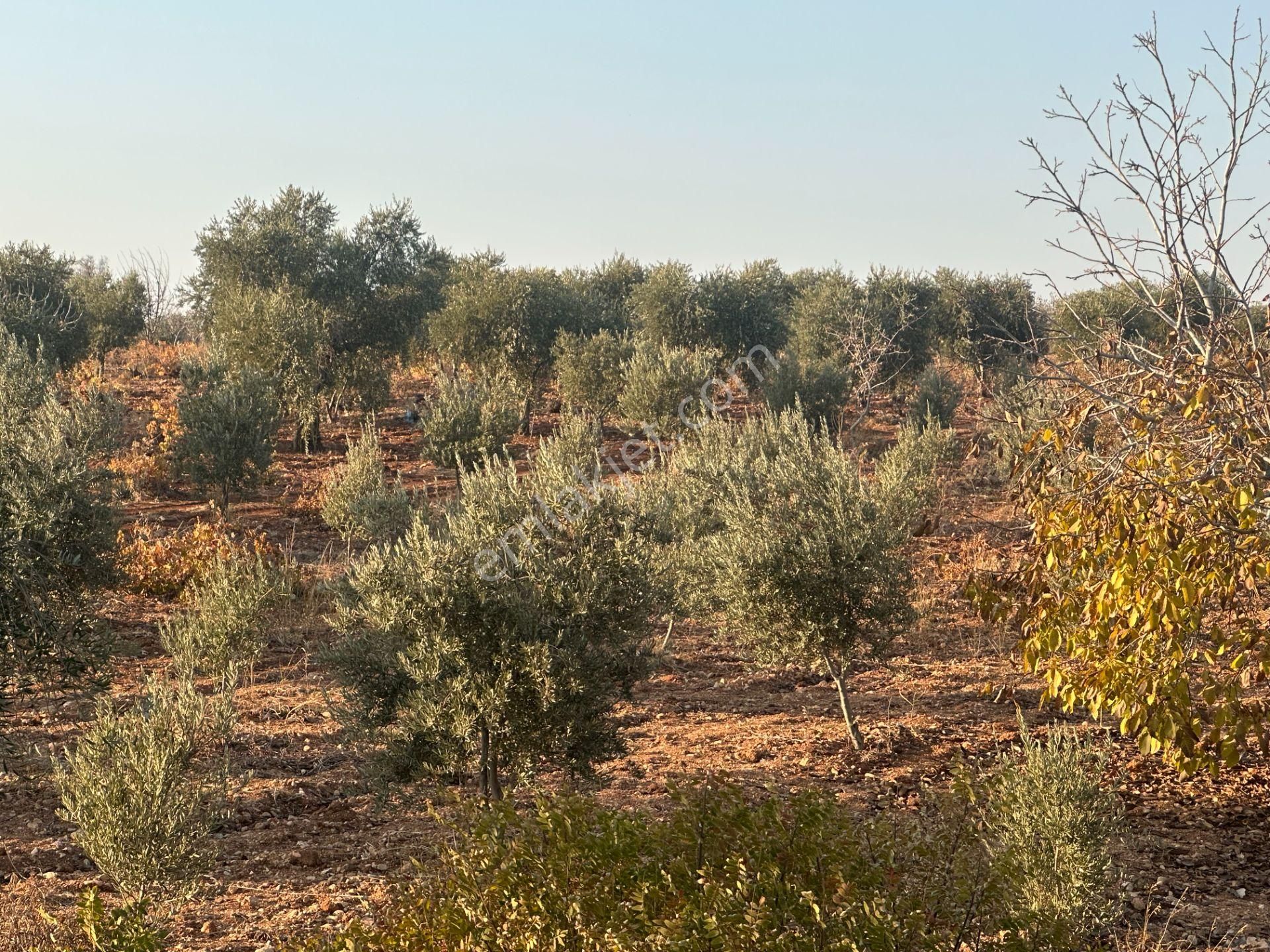 Uyaran79gayrimenkul Asfalt Üstü Bağ Evi Yapımı İçin Uygun Zeytin - Görsel 31