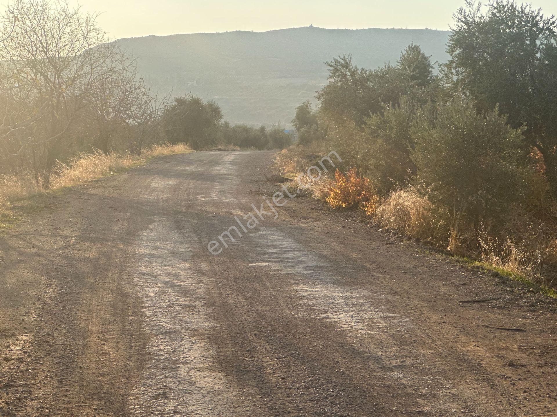 Uyaran79gayrimenkul Asfalt Üstü Bağ Evi Yapımı İçin Uygun Zeytin - Görsel 30