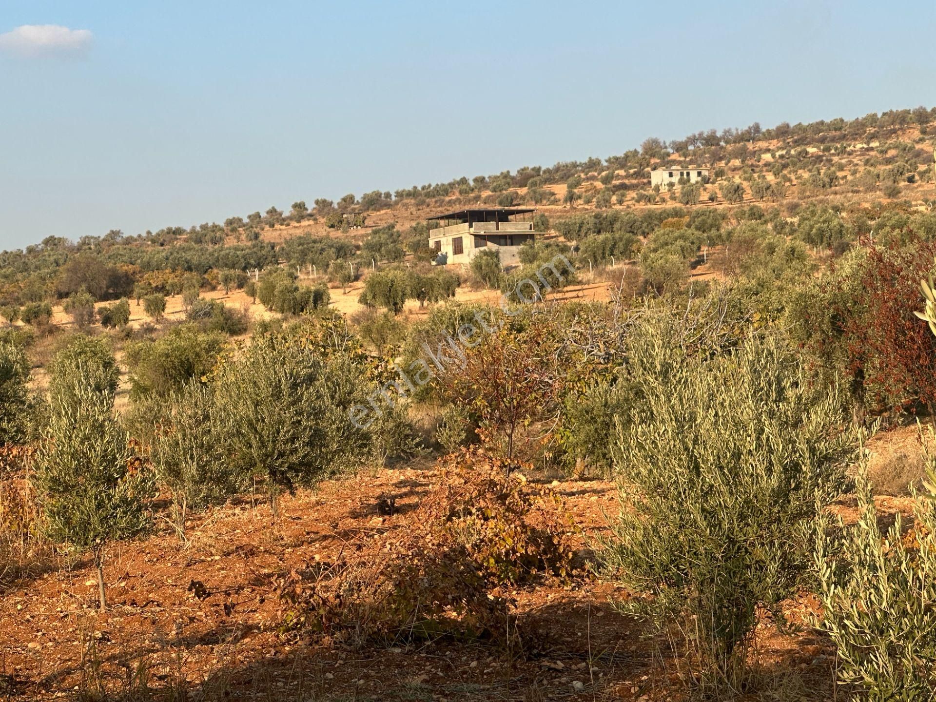 Uyaran79gayrimenkul Asfalt Üstü Bağ Evi Yapımı İçin Uygun Zeytin - Görsel 28