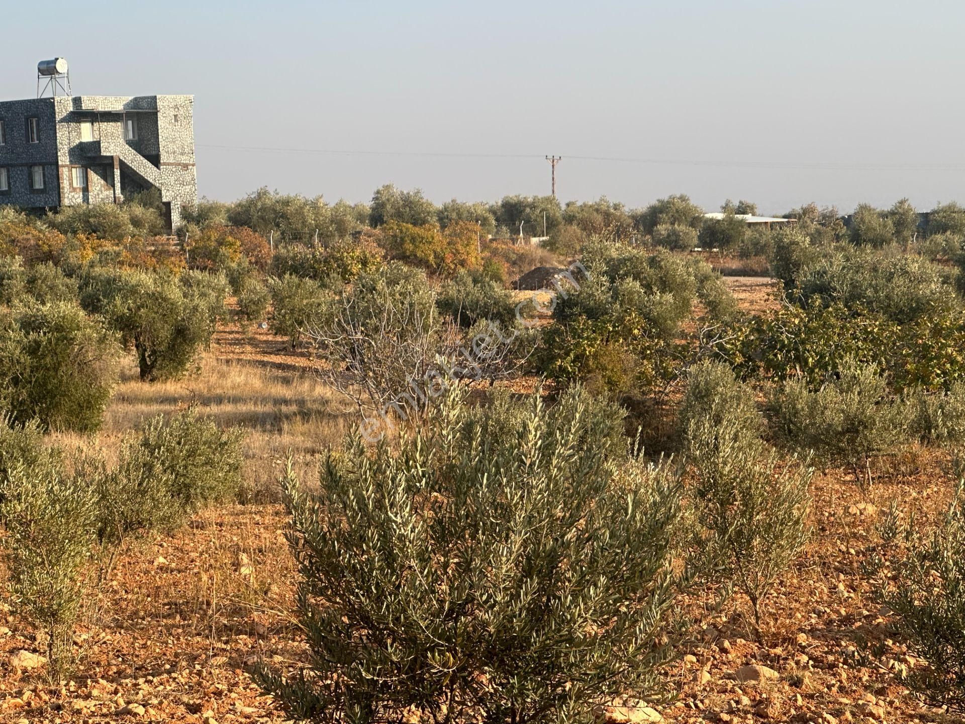 Uyaran79gayrimenkul Asfalt Üstü Bağ Evi Yapımı İçin Uygun Zeytin - Görsel 14