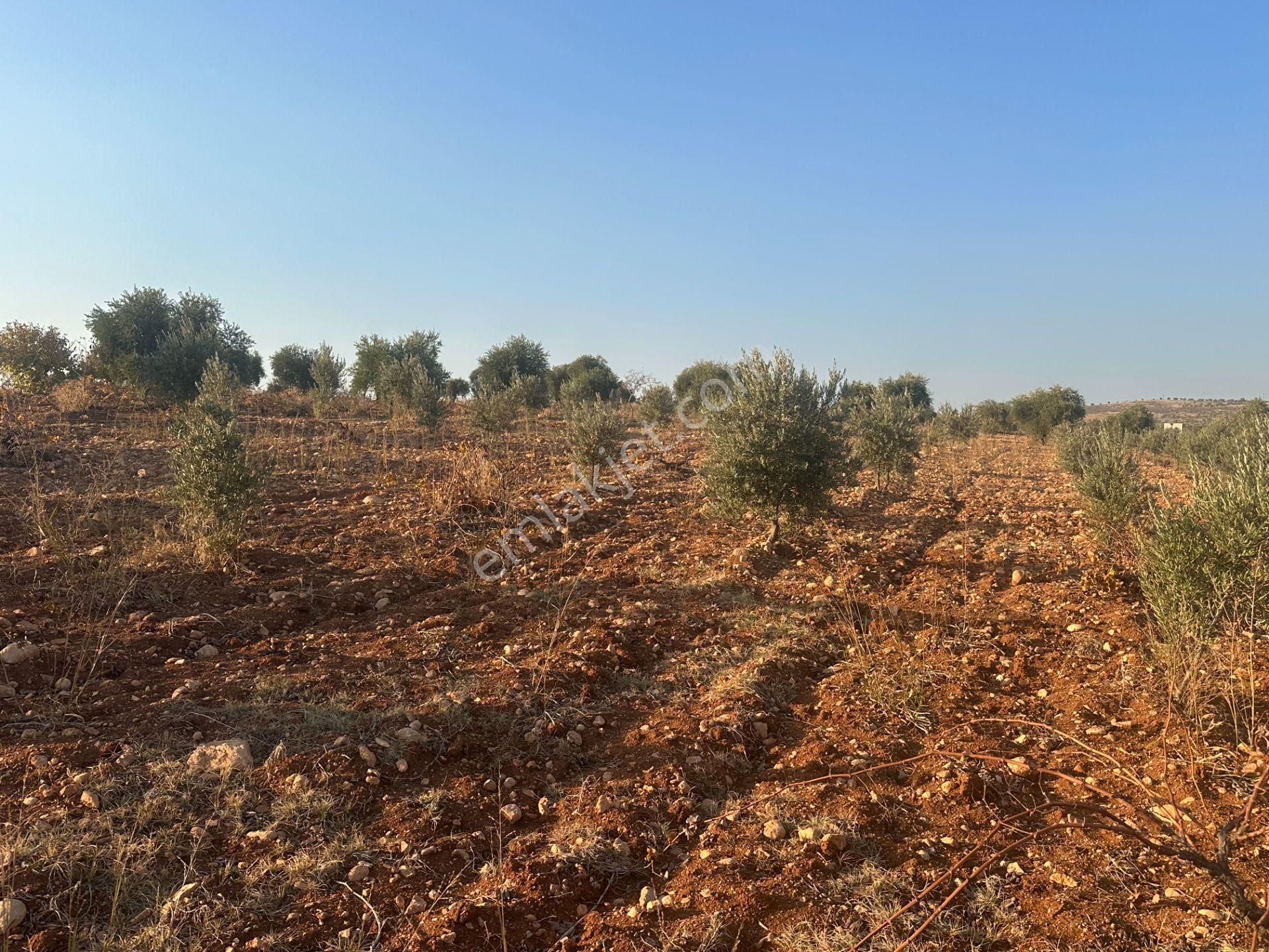 Uyaran79gayrimenkul Asfalt Üstü Bağ Evi Yapımı İçin Uygun Zeytin - Görsel 20