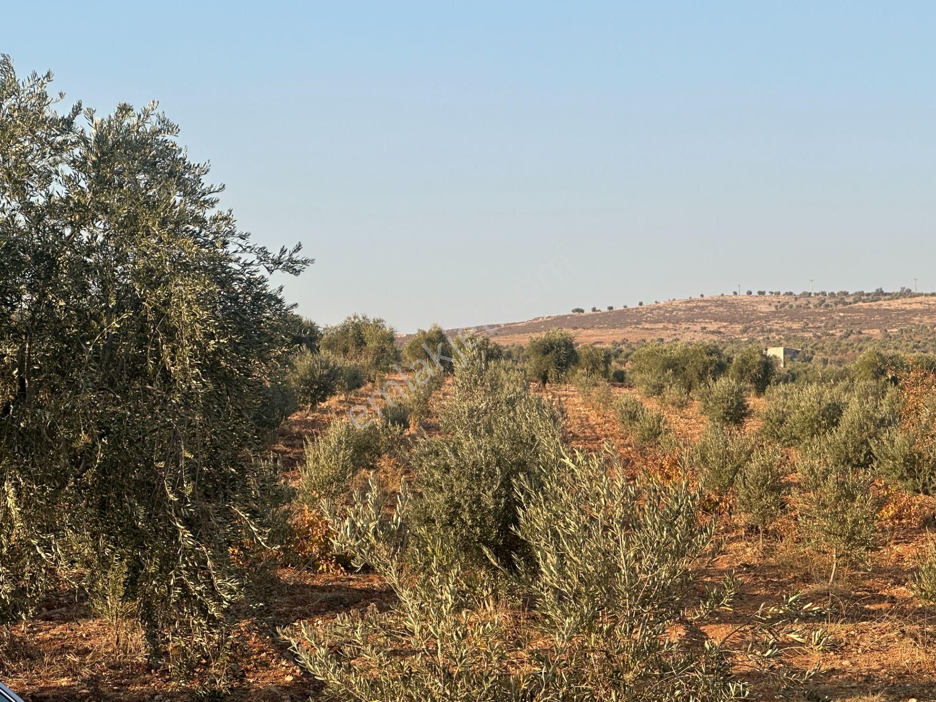 Uyaran79gayrimenkul Asfalt Üstü Bağ Evi Yapımı İçin Uygun Zeytin - Görsel 29