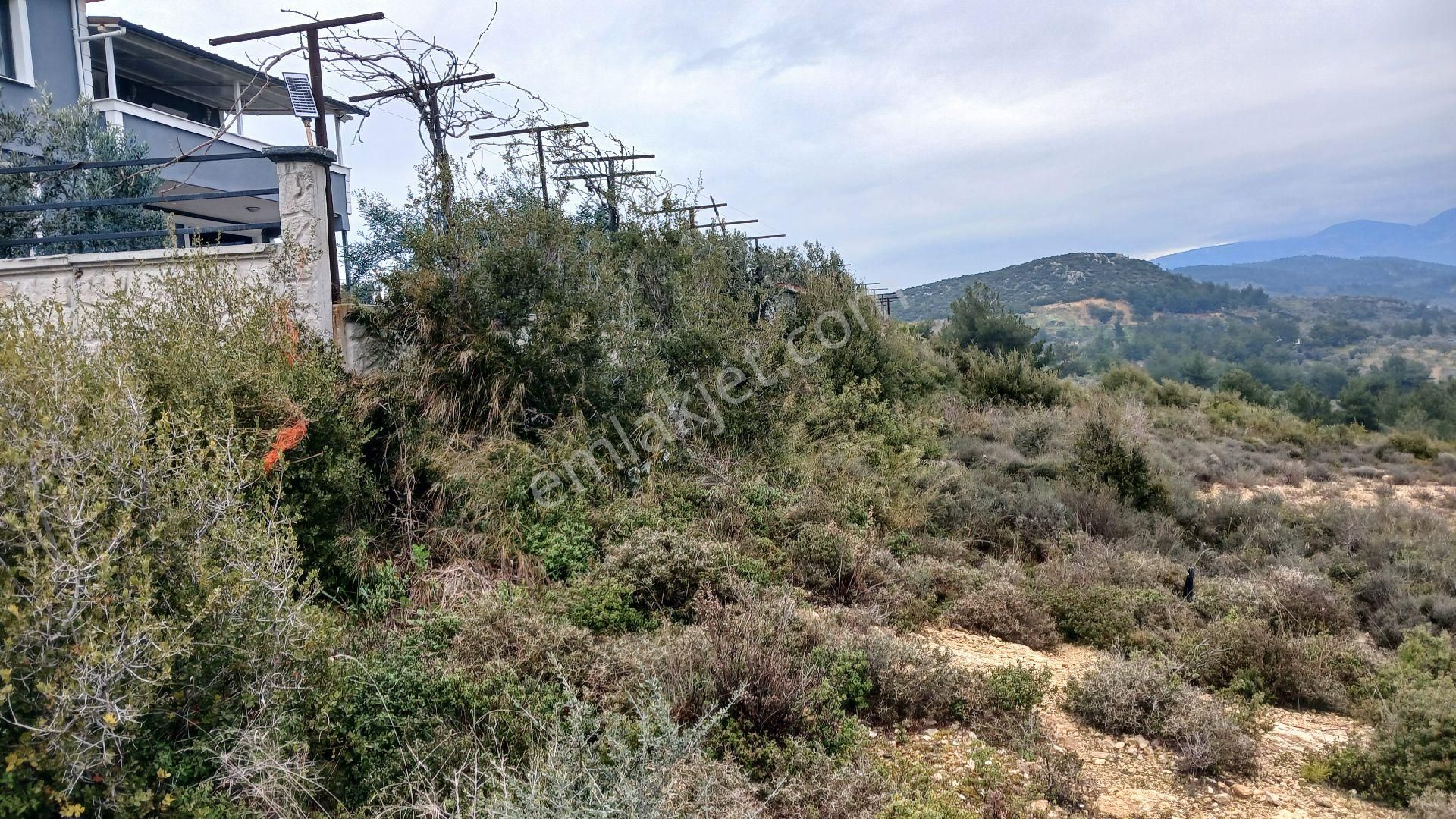 Torbalı Çapak Köyünde Satılık Zeytinlik - Görsel 2