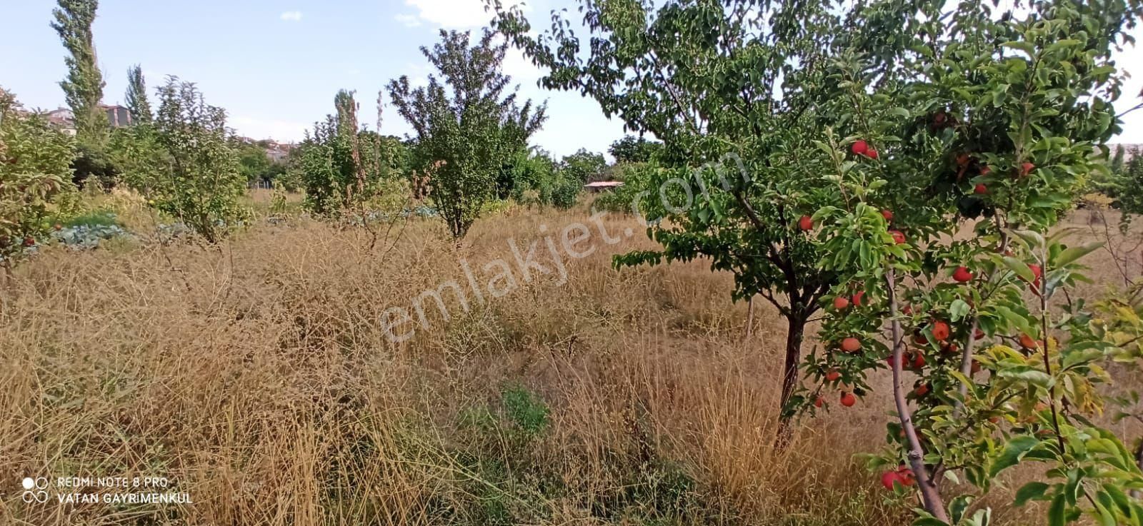 Meram Botsa Satılık Bağ & Bahçe Oruç Pınarı Yakını Müstakil Tapulu Bahçe