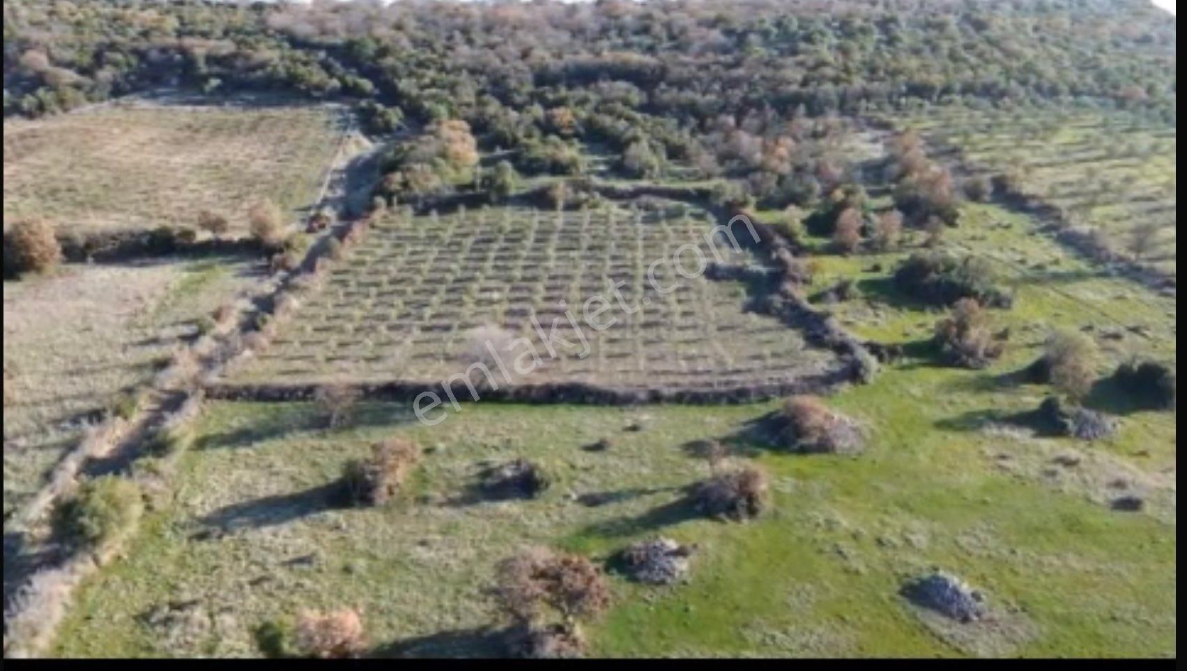 Gaylan Köyünde Kalastrol Yolu Olan Mütis Zeytinlik - Görsel 5