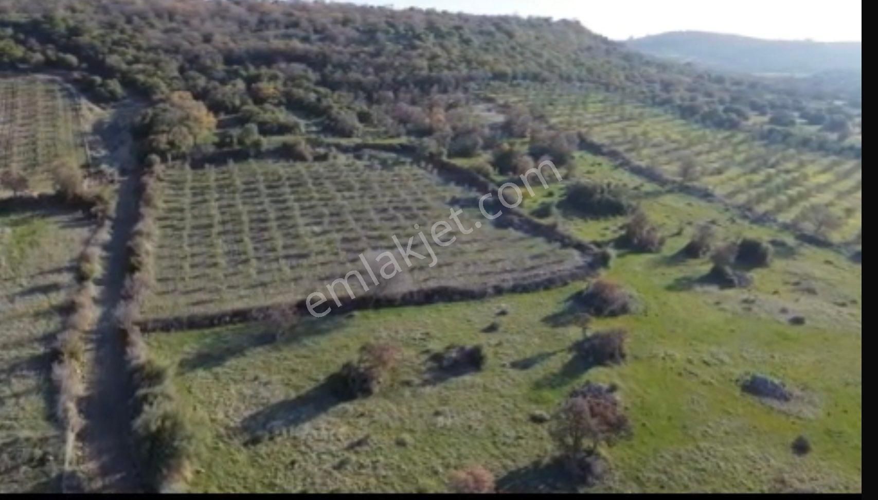 Bergama Gaylan Satılık Zeytinlik Gaylan Köyünde Kalastrol Yolu Olan Mütis Zeytinlik