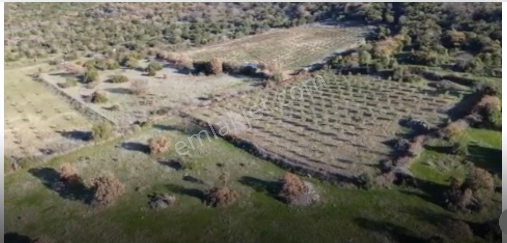 Gaylan Köyünde Kalastrol Yolu Olan Mütis Zeytinlik - Görsel 4