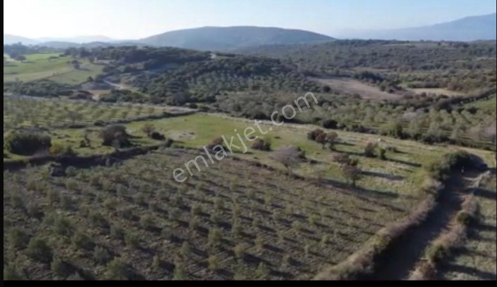 Gaylan Köyünde Kalastrol Yolu Olan Mütis Zeytinlik - Görsel 2